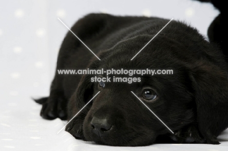 Sleepy Black Labrador Puppy lying on a blue and white spotted background