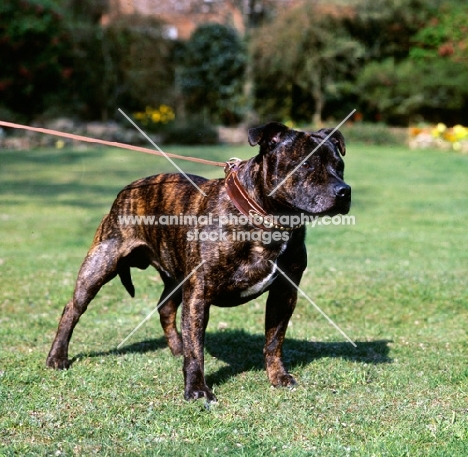 staffordshire bull terrier pulling on lead