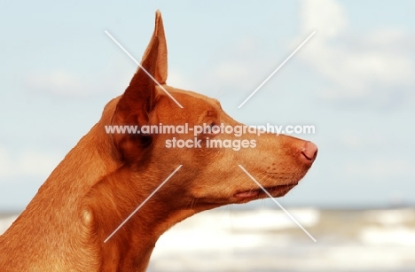 Pharaoh Hound