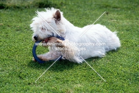 west highland white terrier chewing toy ring