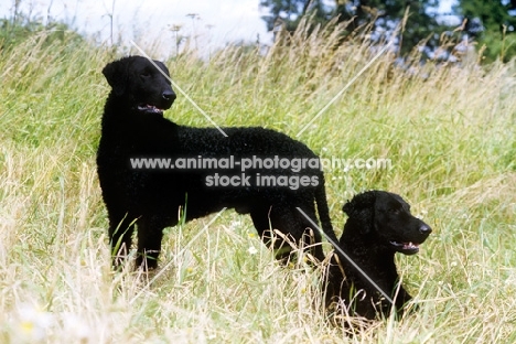 two champion curly coat retrievers in a field