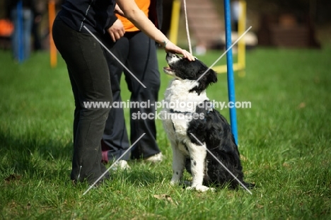 black and white border collie stroked on the head by trainer