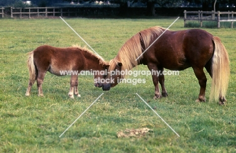 mare and foal nuzzling