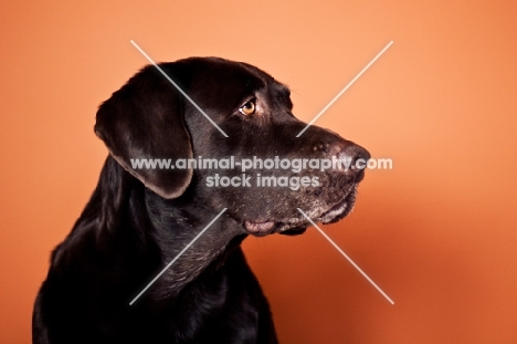 Chocolate Labrador against orange wall