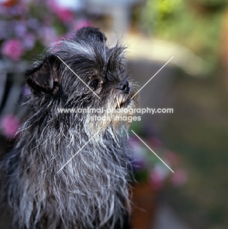 tonsarne naughty nellie, affenpinscher looking shaggy