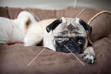 pug lying down