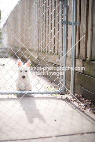 wheaten Scottish Terrier puppy sitting behind chain link fence.