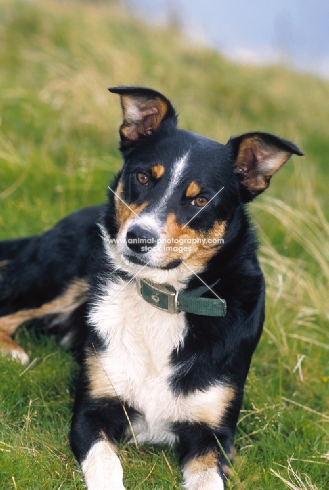 Welsh Sheepdog (aka Welsh collie), looking at camera