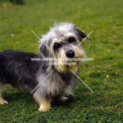 dandie dinmont looking at camera