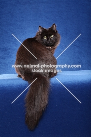 black Siberian cat, back view