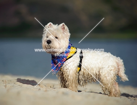 West Highland White Terrier