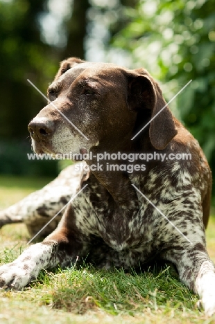 German Shorthaired Pointer lying down