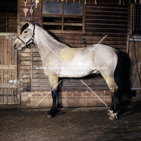 horse clip, cob in hunter clip