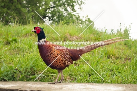 Pheasant side view