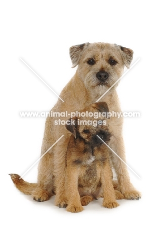 Border Terrierbith with puppy