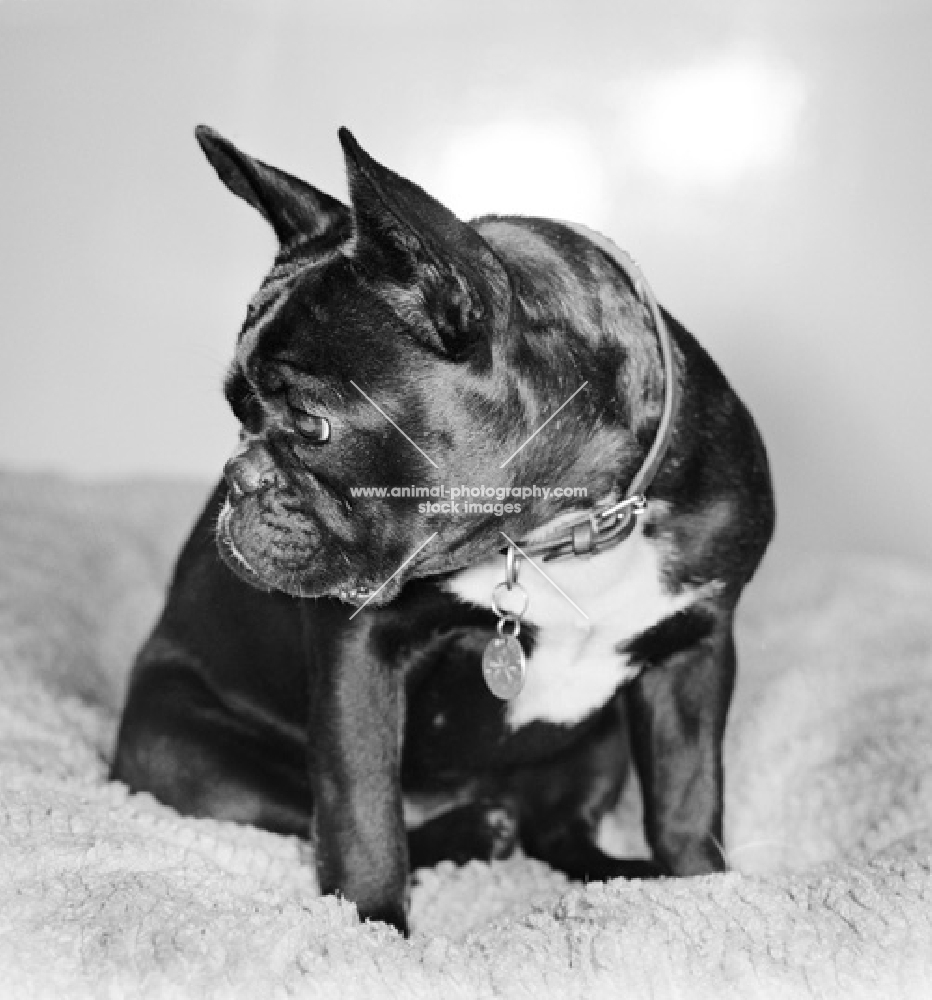 French Bulldog looking away