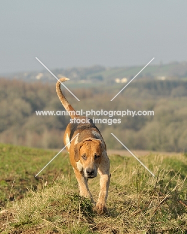 English Foxhound running on grass