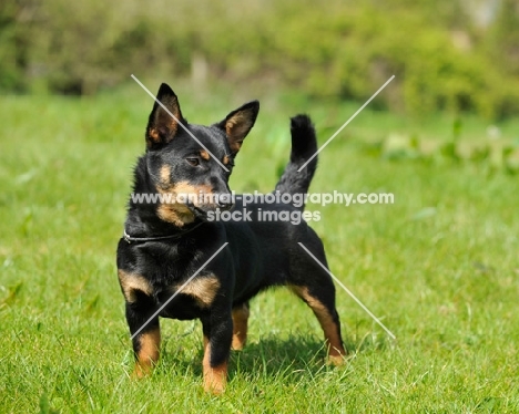 Lancashire Heeler on grass