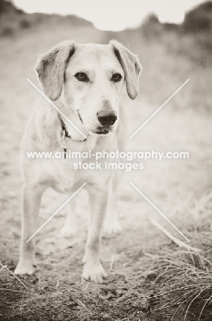 dog in dunes