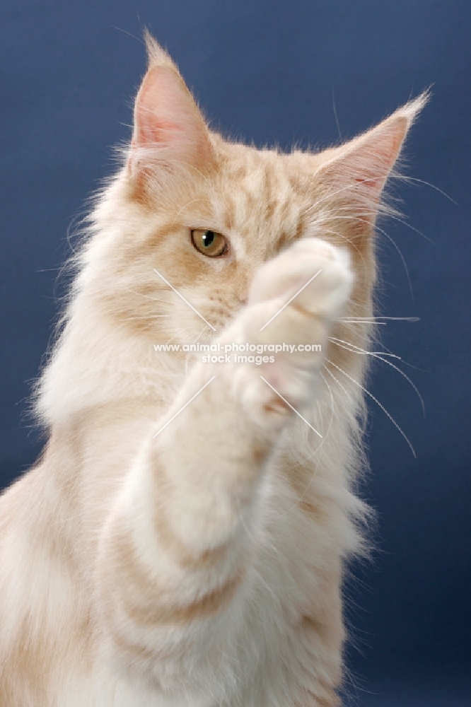 Maine Coon cat, Cream Silver Classic Tabby colour, one leg up