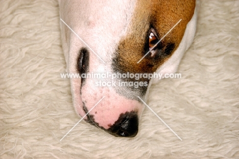 head of white Staffordshire Bull Terrier with brown patch around his right eye, lying on white rug