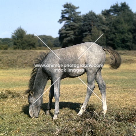 new forest foal  in the new forest