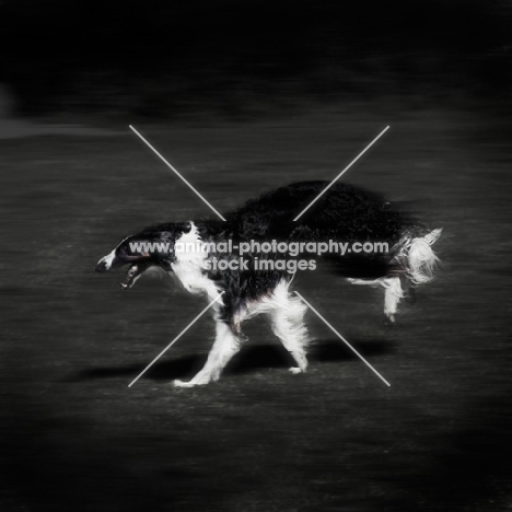 borzoi running