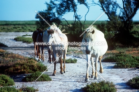 group of camargue ponies walking on path