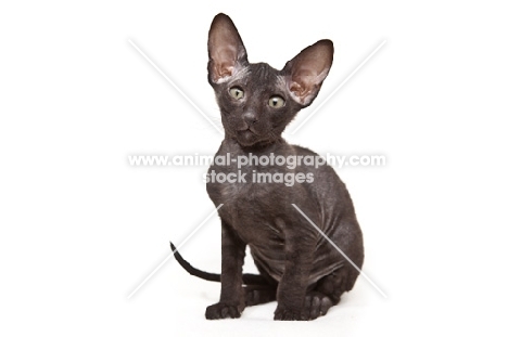 black Peterbald kitten sitting