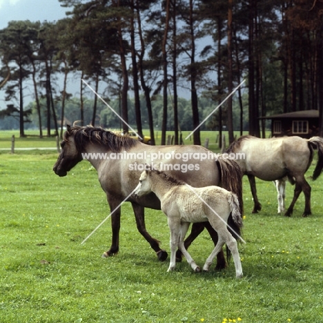 Dulmenponies mares with foals 