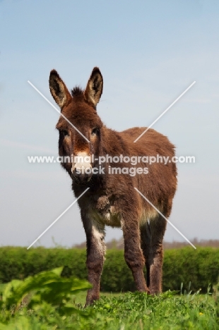 Donkey in field