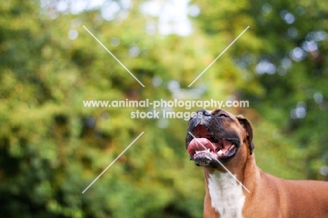 fawn Boxer looking up