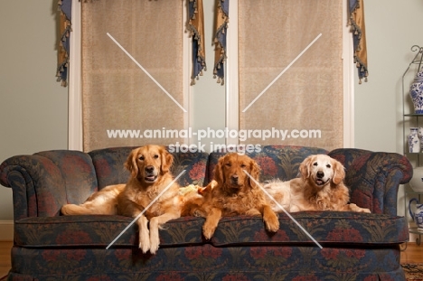 Golden Retrievers on sofa