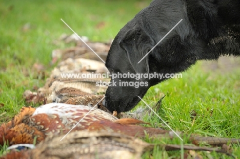 Labrador smelling pheasants