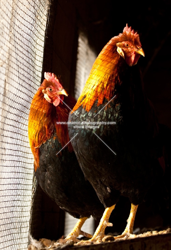 Brown Leghorn Roosters standing by a chicken coop window