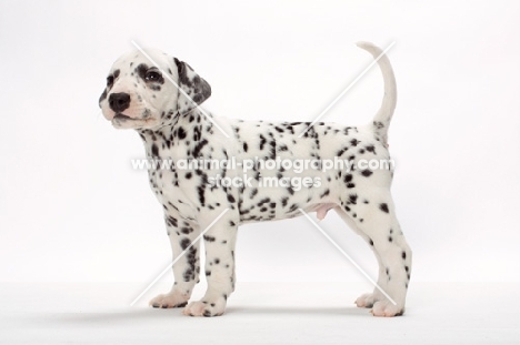 Dalmatian puppy standing on white background