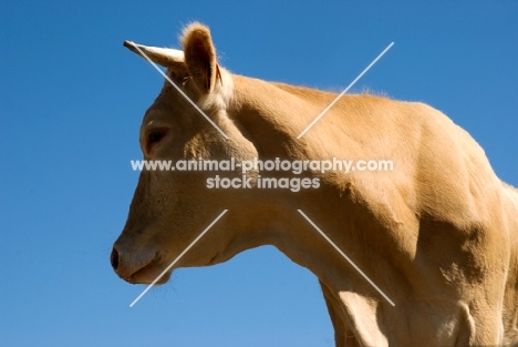 blonde d'aquitaine cow looking away
