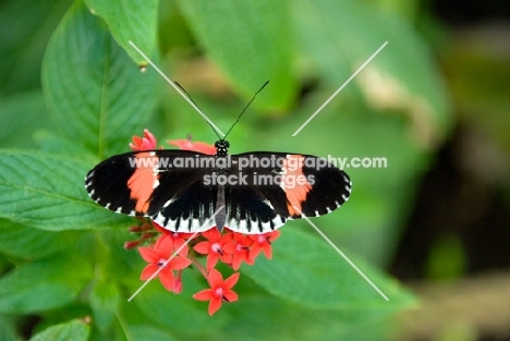 postman butterfly perched on flowers
