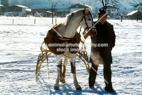 trotter with buggy at races on snow in austria