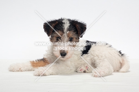 wirehaired Fox Terrier puppy lying down on white background