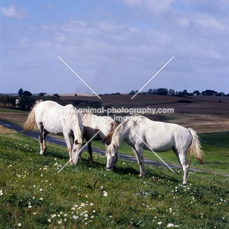 knabstrup stallion, mare and foal in denmark