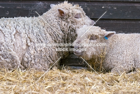 two South Down sheep at different ages