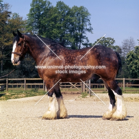 shire horse at courage shire horse centre