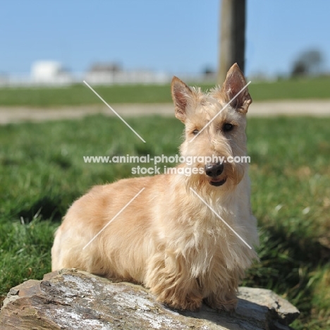 wheaten Scottish Terrier