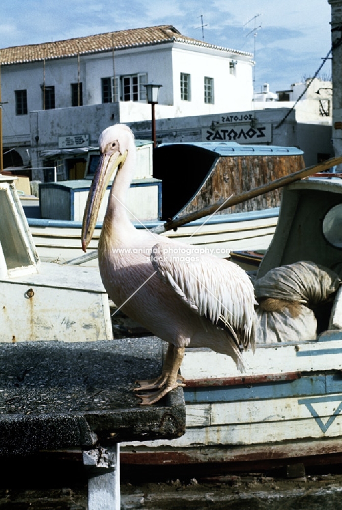 pelican in greece