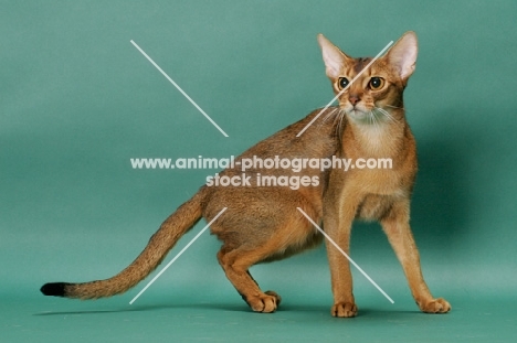 1 year old ruddy (usual) Abyssinian cat