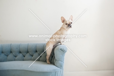 Fawn French Bulldog leaning on arm of vintage blue Chesterfield sofa.