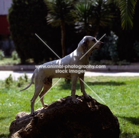 porcelaine standing on rock