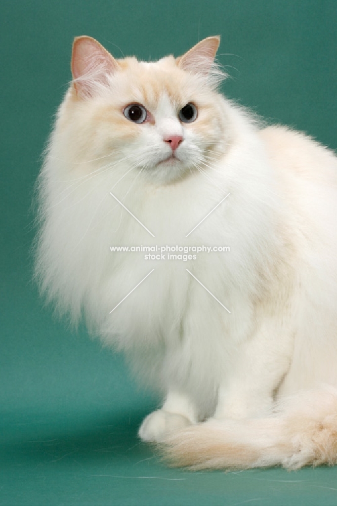 cream point Ragdoll