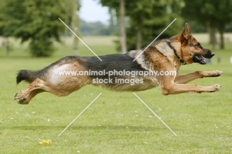 German Shepherd Dog (Alsatian), flying through the air